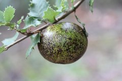 Disholandricus reniformis