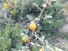 Fremontodendron californicum