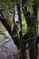 Strix occidentalis caurina
