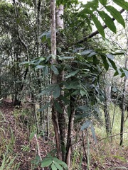 Flindersia schottiana