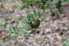 Disholandricus reniformis