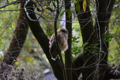 Strix occidentalis caurina