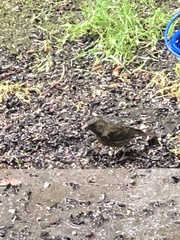 Haemorhous purpureus