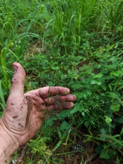 Spermolepis divaricata