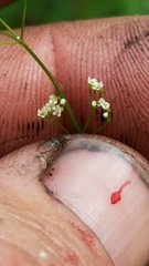 Spermolepis divaricata