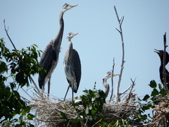 Ardea herodias