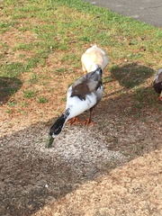 Anas platyrhynchos domesticus