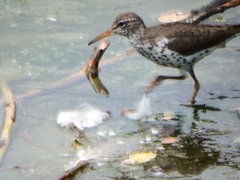 Actitis macularius