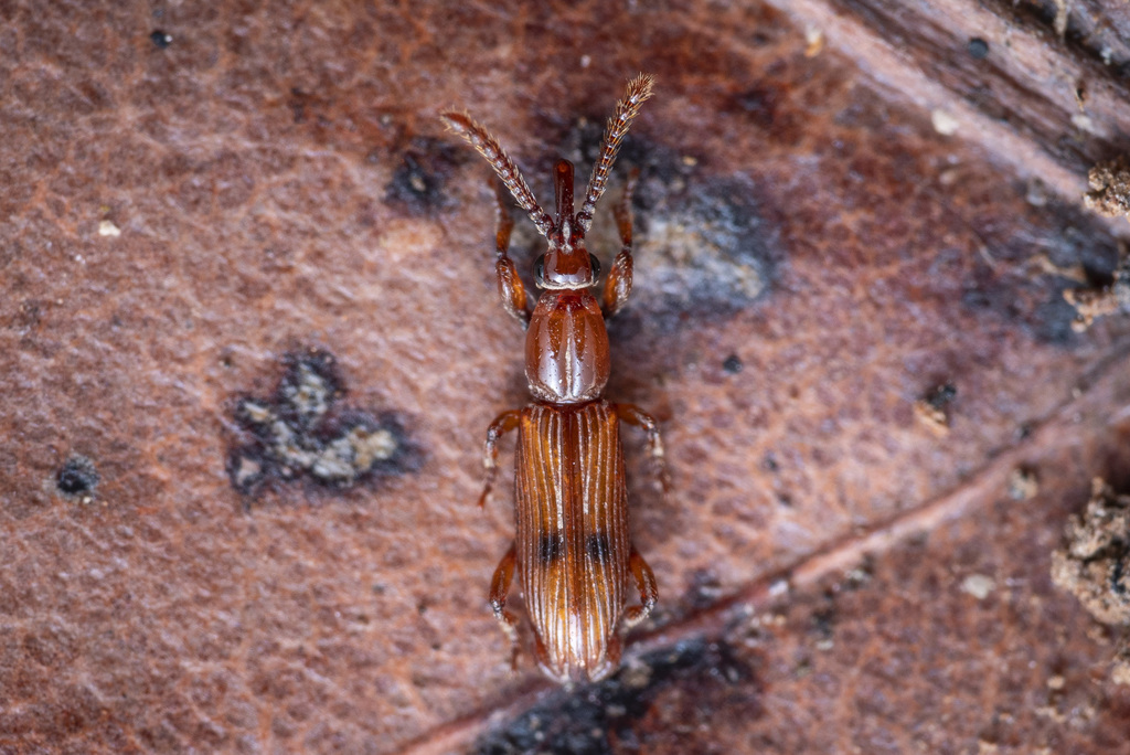 Microtrachelizus