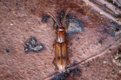 Trachelizini