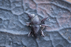 Trigonopterus