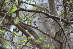 Pachyramphus major