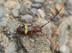 Trachyderes elegans