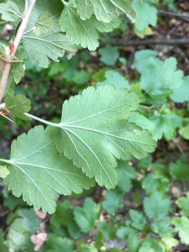 iNaturalist observation photo of currants and gooseberries