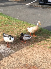 Anas platyrhynchos domesticus