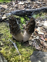 Morchella angusticeps