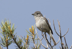 Vireo vicinior