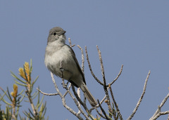 Vireo vicinior