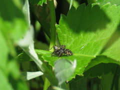 Phidippus clarus