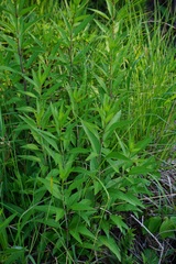 Silphium asteriscus trifoliatum