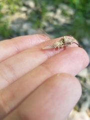 Maccaffertium mediopunctatum mediopunctatum