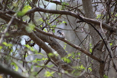 Pachyramphus major