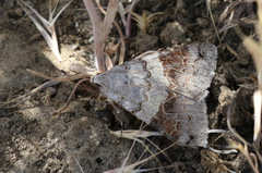 Drasteria scrupulosa