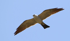Ictinia mississippiensis