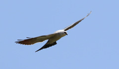 Ictinia mississippiensis
