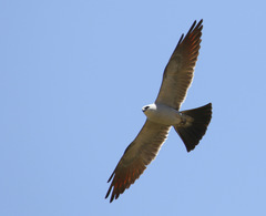 Ictinia mississippiensis