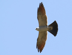 Ictinia mississippiensis