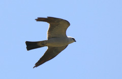 Ictinia mississippiensis