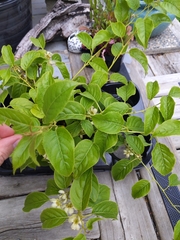 Actinidiaceae
