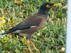 Acridotheres tristis