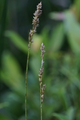 Carex prairea
