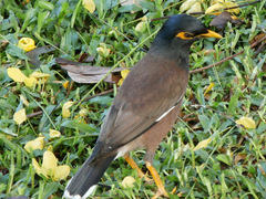 Acridotheres tristis