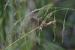 Carex prairea
