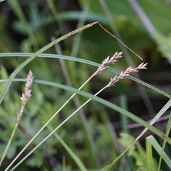 Carex prairea