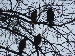 Parabuteo unicinctus