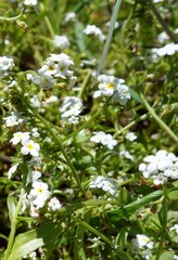 Plagiobothrys chorisianus chorisianus