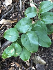 Smilax australis