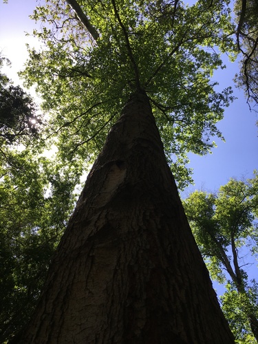iNaturalist observation photo of poplars, cottonwoods, and aspens