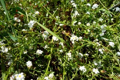 Plagiobothrys chorisianus chorisianus