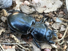 Pasimachus californicus