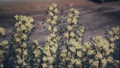 Petrophile squamata
