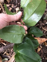 Smilax australis
