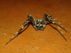 Eustala tribrachiata