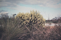 Petrophile squamata