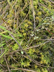 Sphagnum miyabeanum