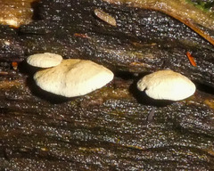Panellus pusillus